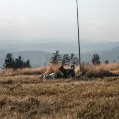 Dwa psy, jeden biały, drugi ciemny, cieszą się spacerem gdzie w góry z psem. Trawiaste wzgórze, sosny i łagodne pasma górskie w tle.