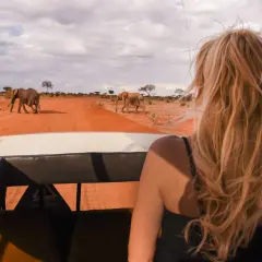 Widok z samochodu na safari na słonie idące po czerwonej drodze. Niesamowita wycieczka na safari, cena jest warta tych widoków.