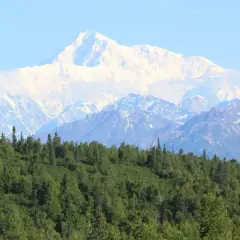 Majestatyczny, ośnieżony najwyższy szczyt USA, Denali, góruje nad zielonym lasem.