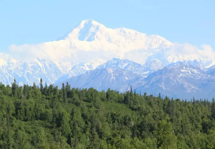 Majestatyczny, ośnieżony najwyższy szczyt USA, Denali, góruje nad zielonym lasem.