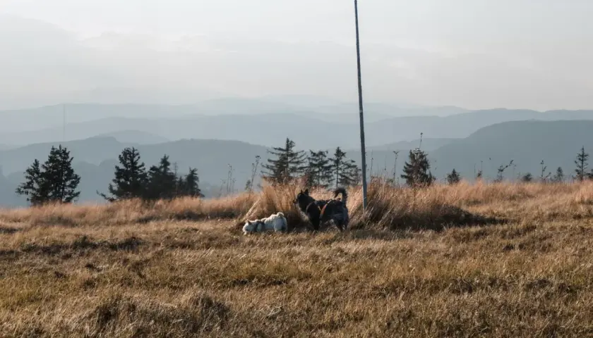 Dwa psy, jeden biały, drugi ciemny, cieszą się spacerem gdzie w góry z psem. Trawiaste wzgórze, sosny i łagodne pasma górskie w tle.