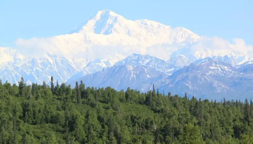 Majestatyczny, ośnieżony najwyższy szczyt USA, Denali, góruje nad zielonym lasem.