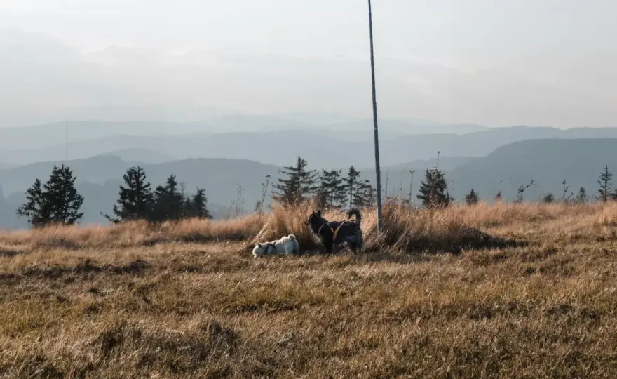 Góry z psem - Gdzie jechać? Gorce, Karkonosze i Bieszczady!
