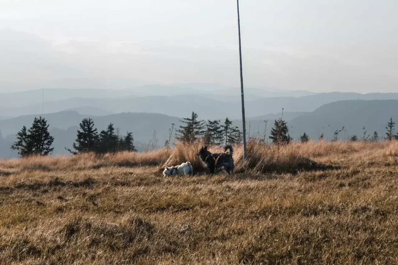 Dwa psy, jeden biały, drugi ciemny, cieszą się spacerem gdzie w góry z psem. Trawiaste wzgórze, sosny i łagodne pasma górskie w tle.