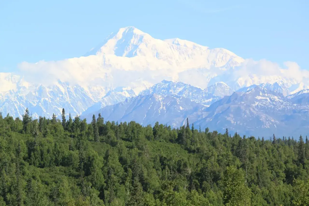 Majestatyczny, ośnieżony najwyższy szczyt USA, Denali, góruje nad zielonym lasem.