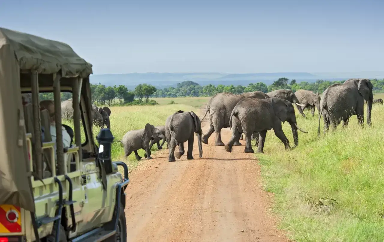 Rodzina słoni przechodzi przez drogę podczas wycieczki na safari. Sprawdź wycieczka na safari cena i przeżyj niezapomnianą przygodę!